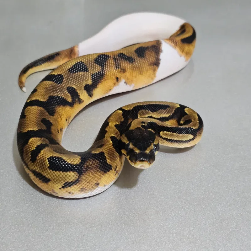 Enchi Pied Het Albino