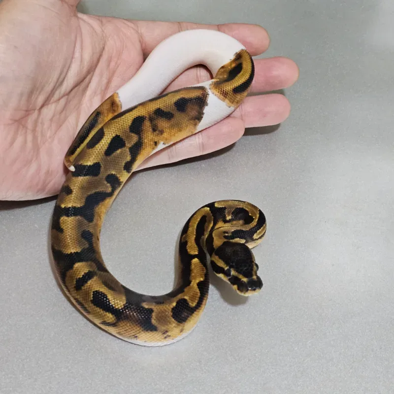 Enchi Pied Het Albino 2