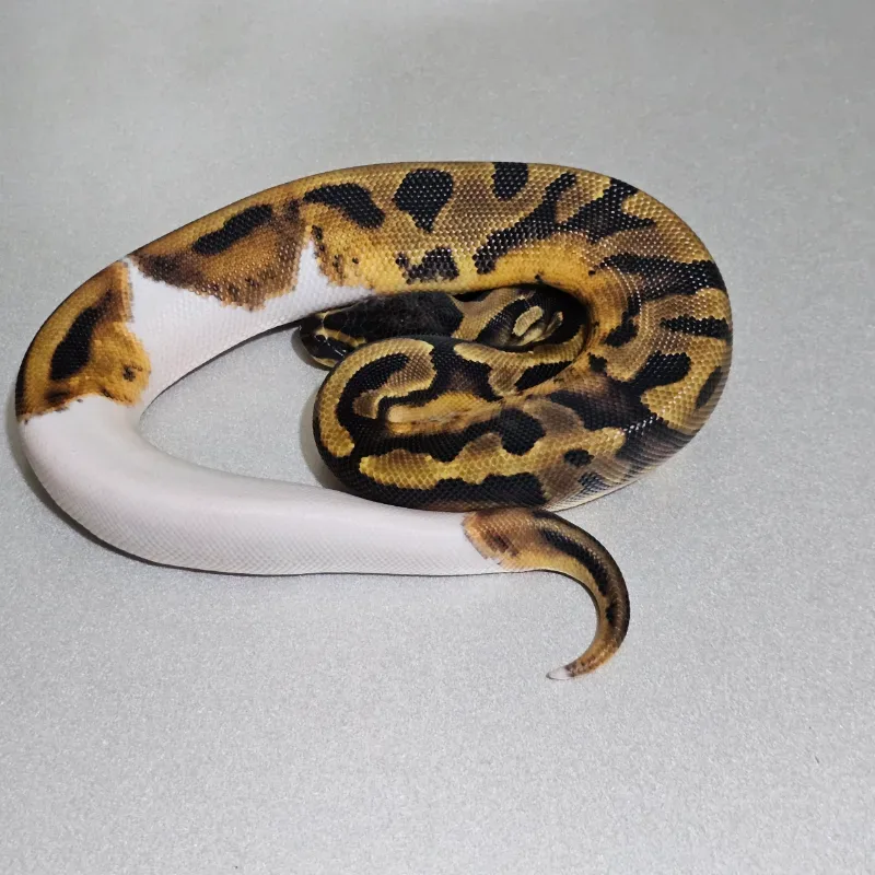 Enchi Pied Het Albino 3