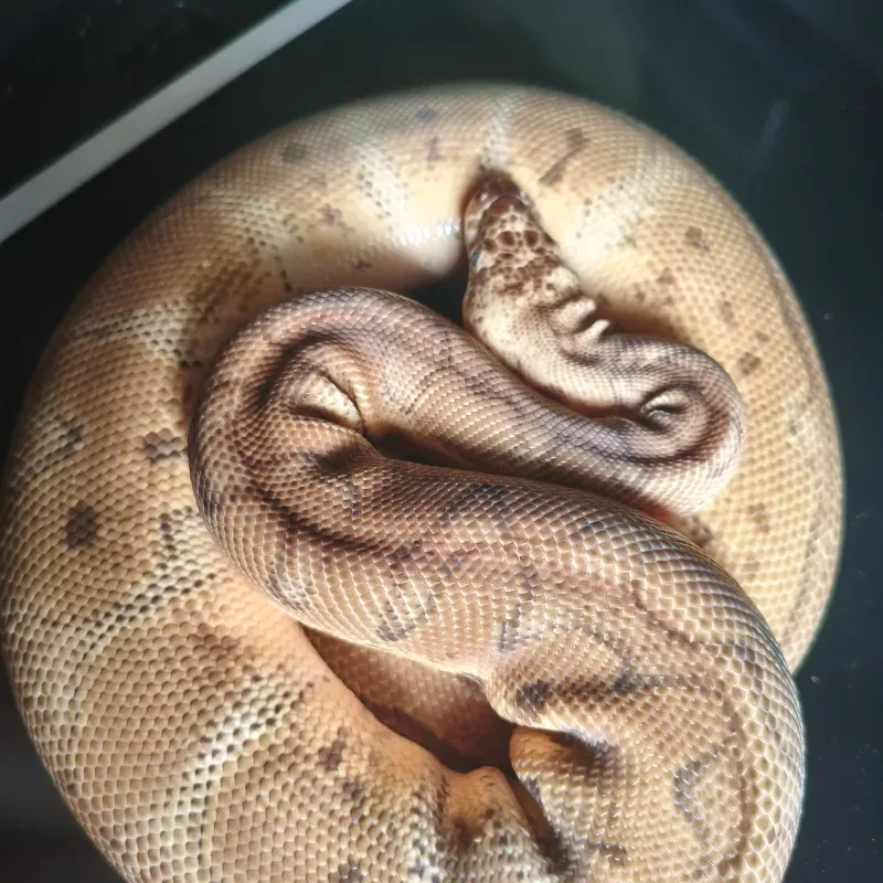 Pastel Clown