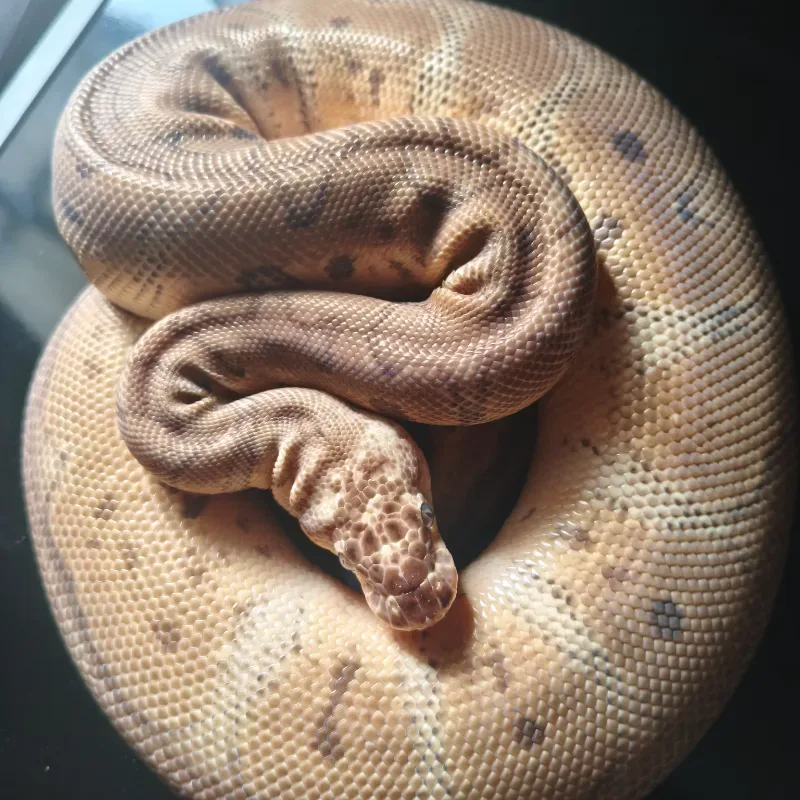 Pastel Clown