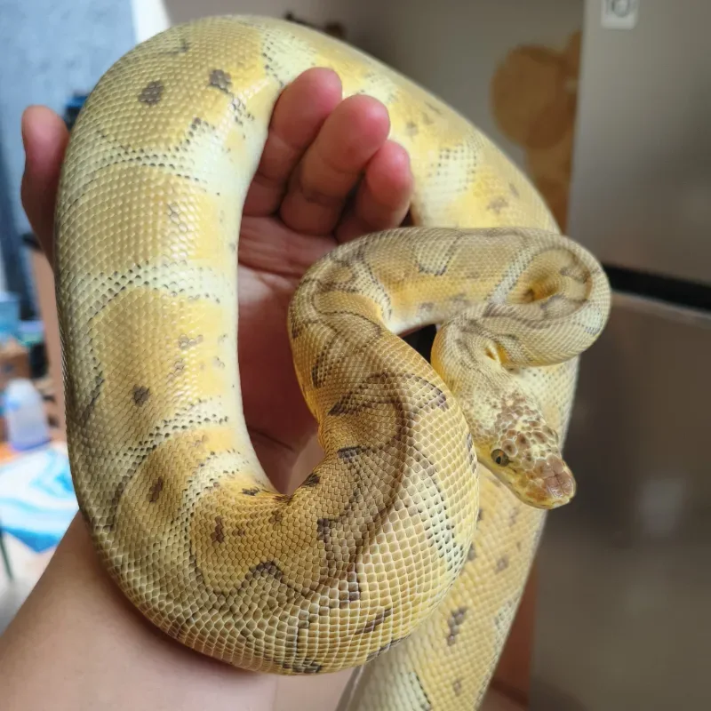 Pastel Clown