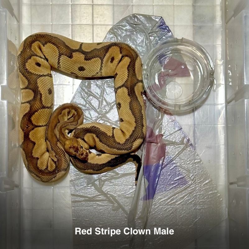 Red Stripe Clown