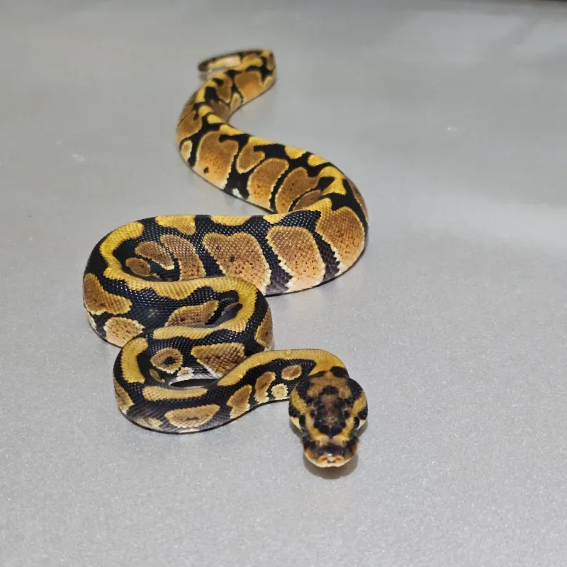 Spotnose Het Clown