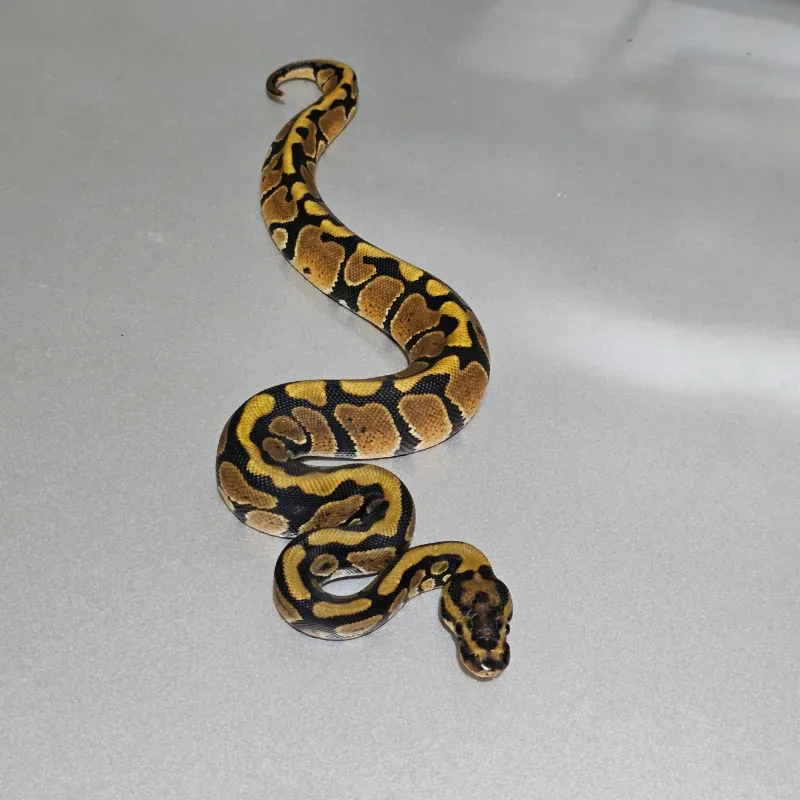 Spotnose Het Clown 2