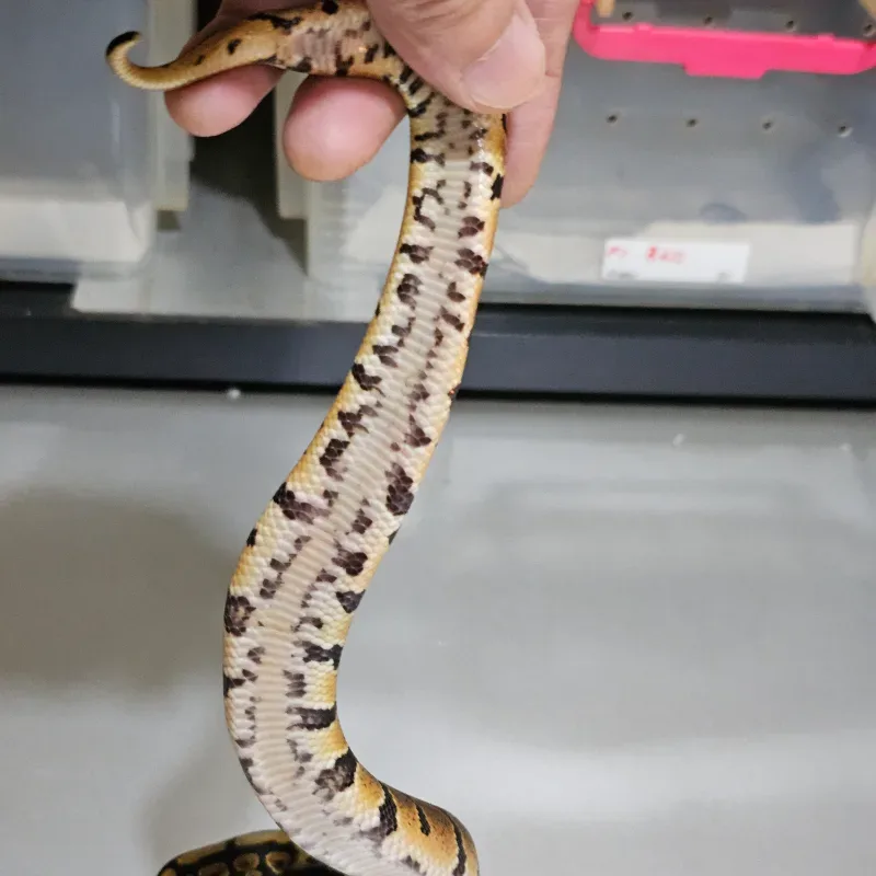 Spotnose Het Clown 3