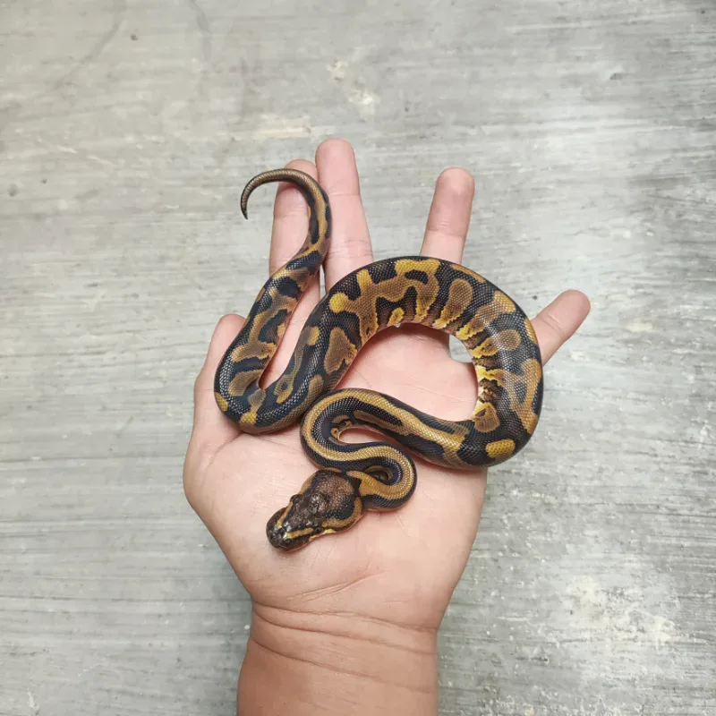 Leopard Red Stripe Het Desert Ghost Het Clown