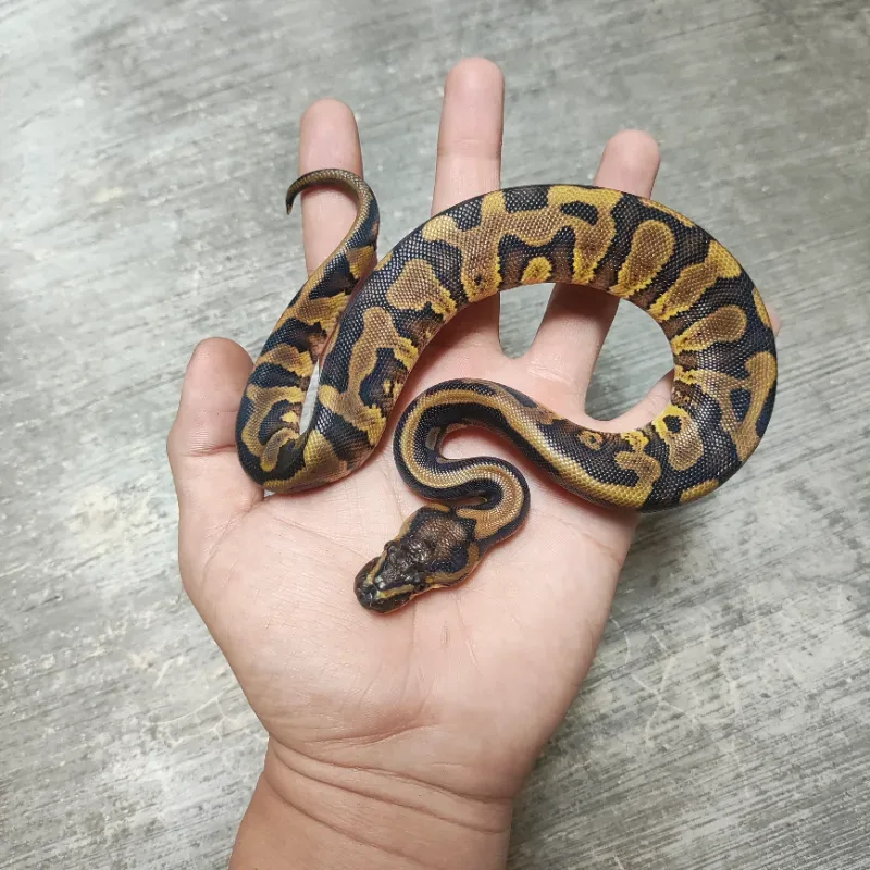 Leopard RS DH DG Clown 3