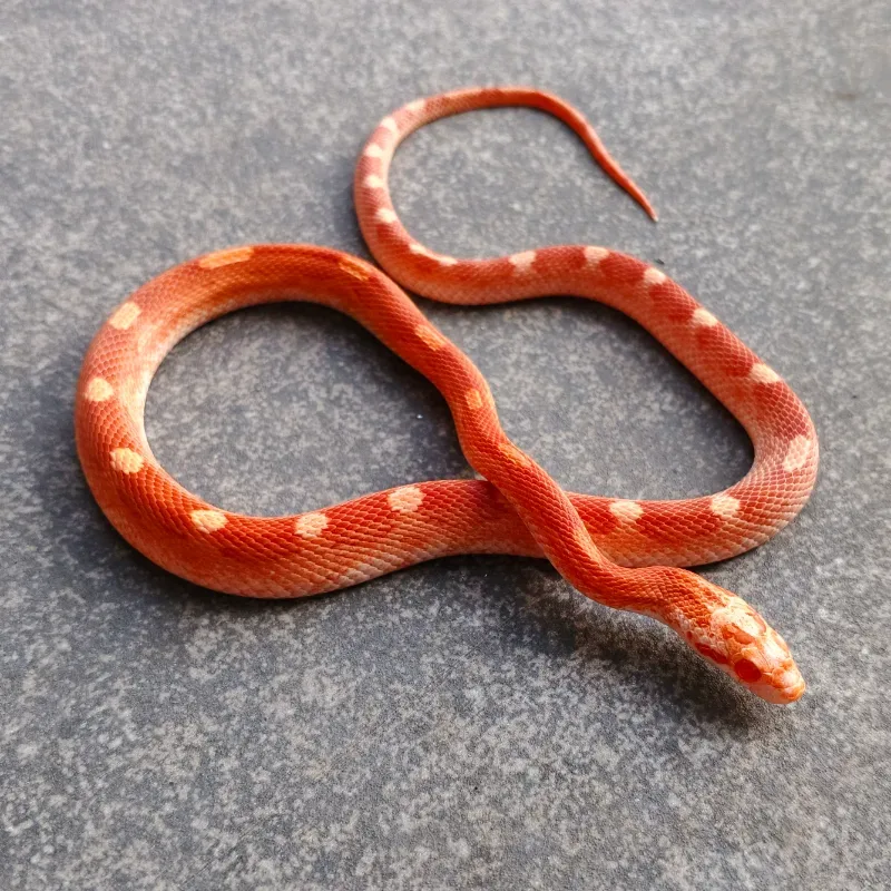 Albino/Amelanistic Diffused Motley