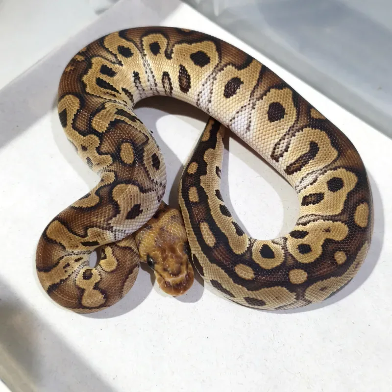 (Red Stripe) Clown Het Desert Ghost