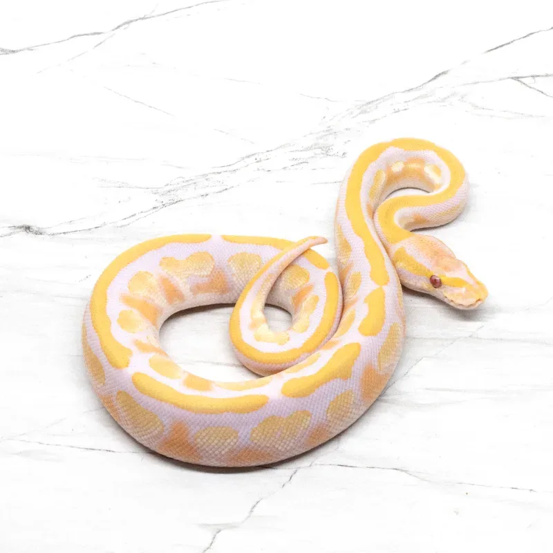 Mojave Lavender Albino Het Pied