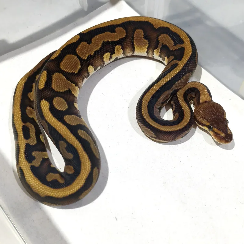 Red Stripe Leopard Het Desert Ghost Het Clown Pos Het Genetic Stripe