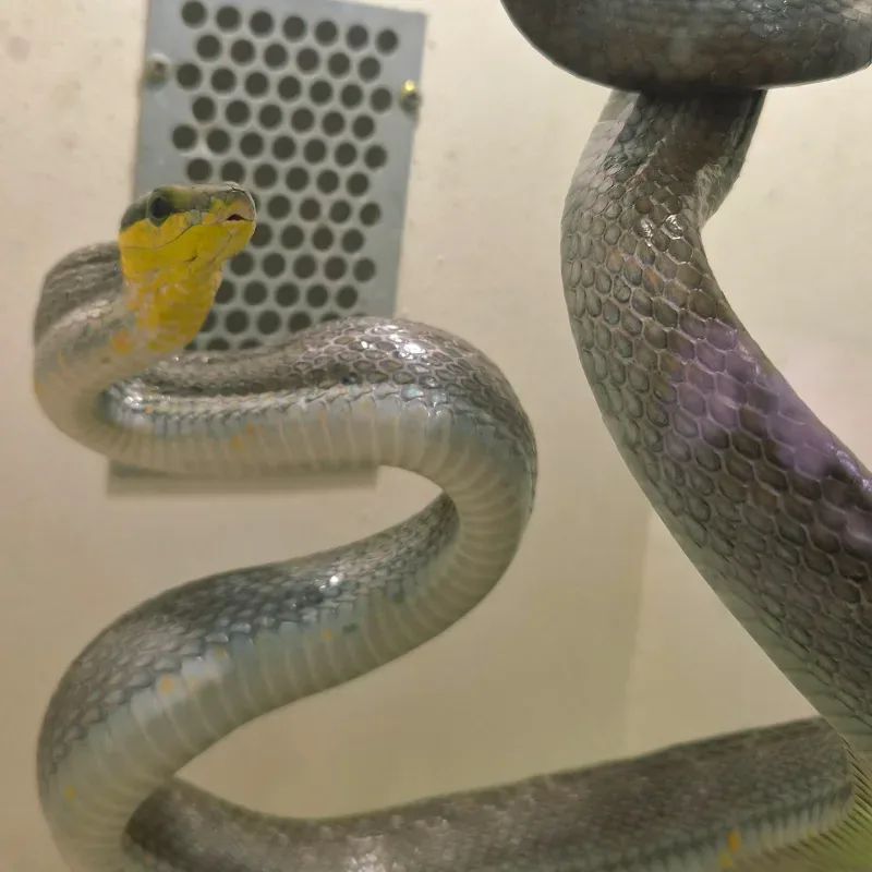 Gonyosoma Silver Phase