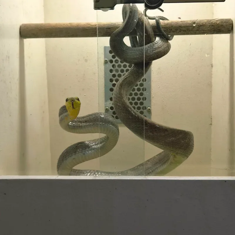 Gonyosoma Silver Phase