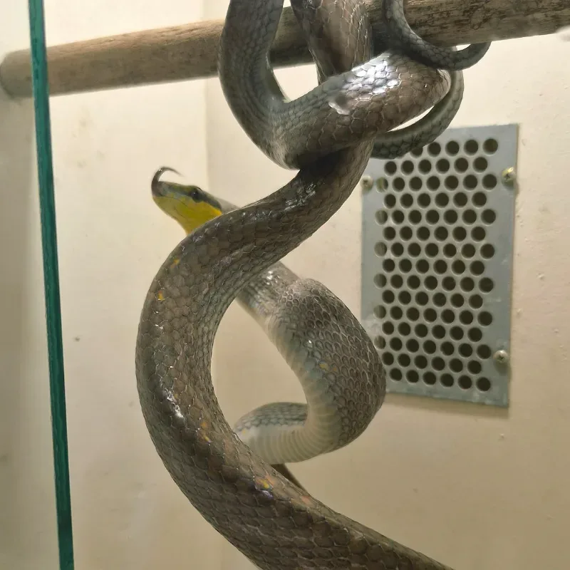 Gonyosoma Silver Phase