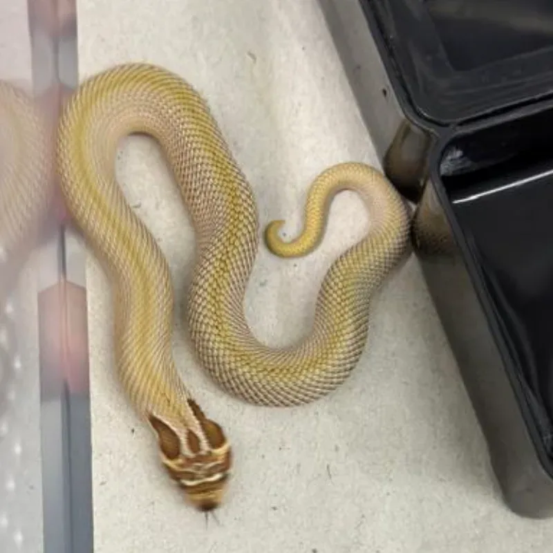 Super Anaconda Het Albino Het Sable