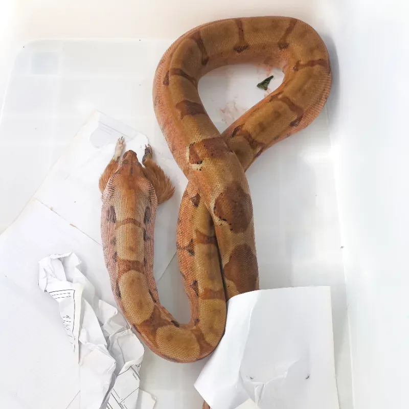 Super hypo jungle BOA 2