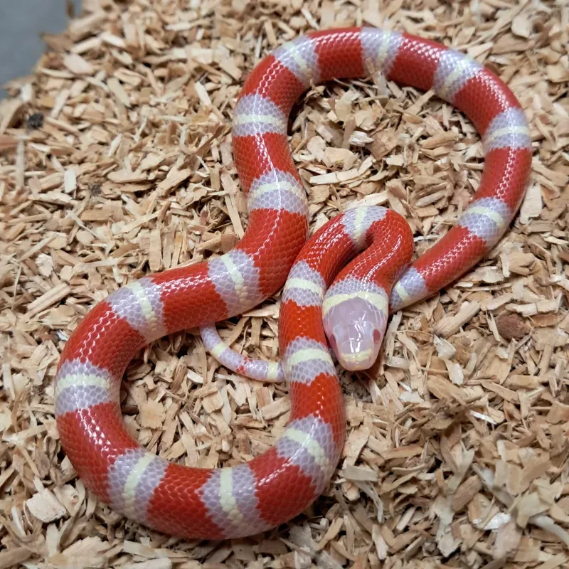 Albino Het Hypo