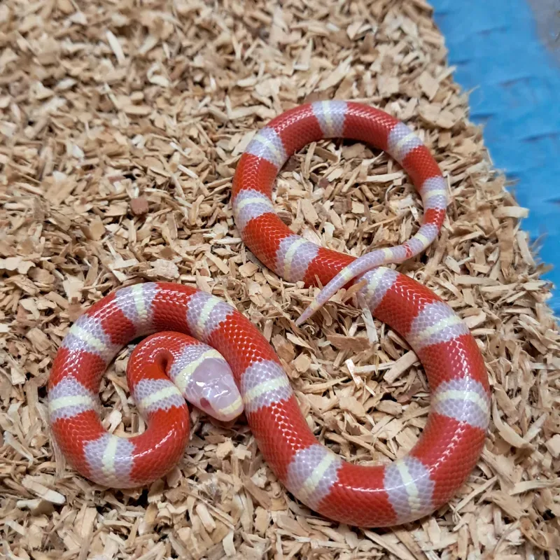 Albino nelsoni milksnake 2