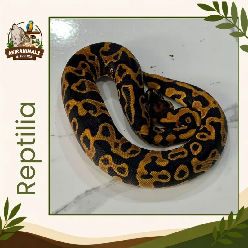 Leopard Yellowbelly Het Clown