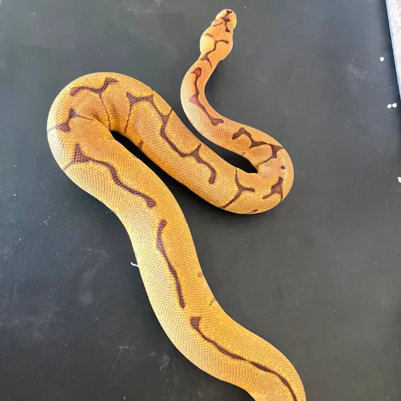 Leopard Enchi Spider Clown Het Lavender Albino