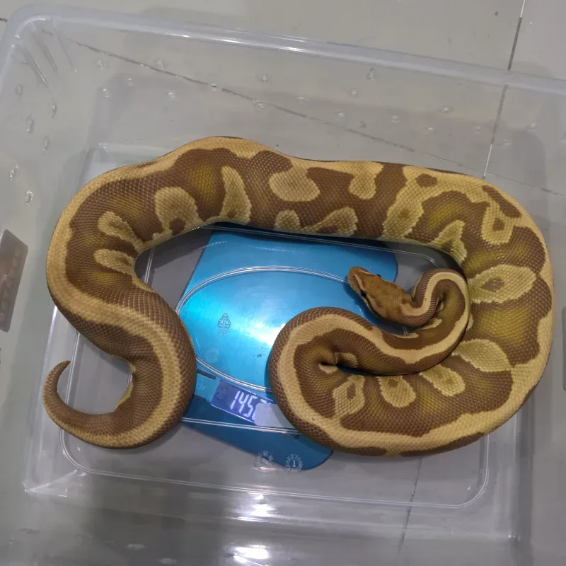 Leopard Mahogany Ultramel