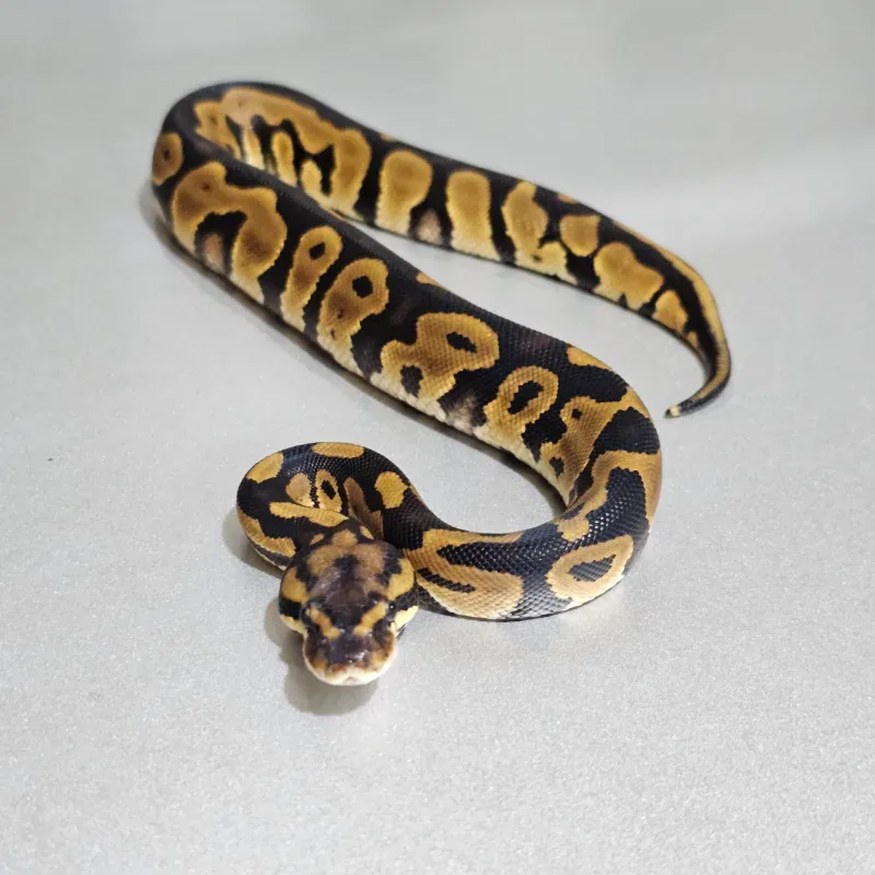 Leopard Yellowbelly Het Clown