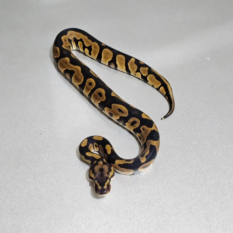 Leopard Yellowbelly Het Clown 2