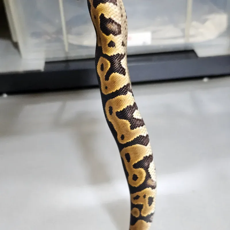 Leopard Yellowbelly Het Clown 3