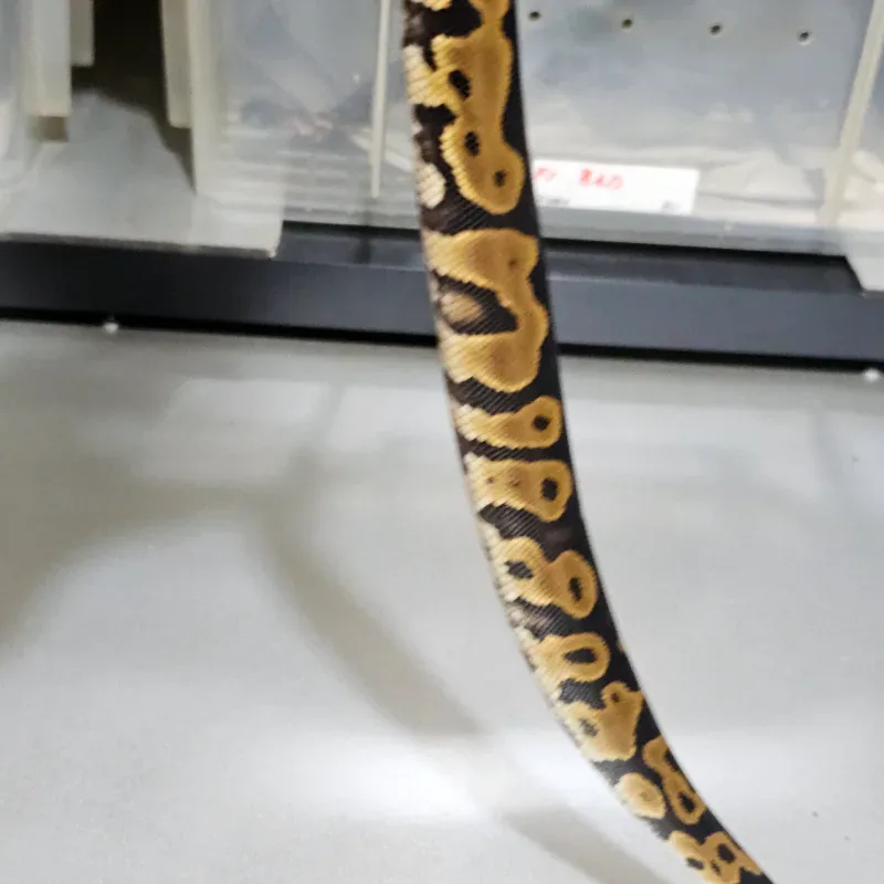 Leopard Yellowbelly Het Clown 4