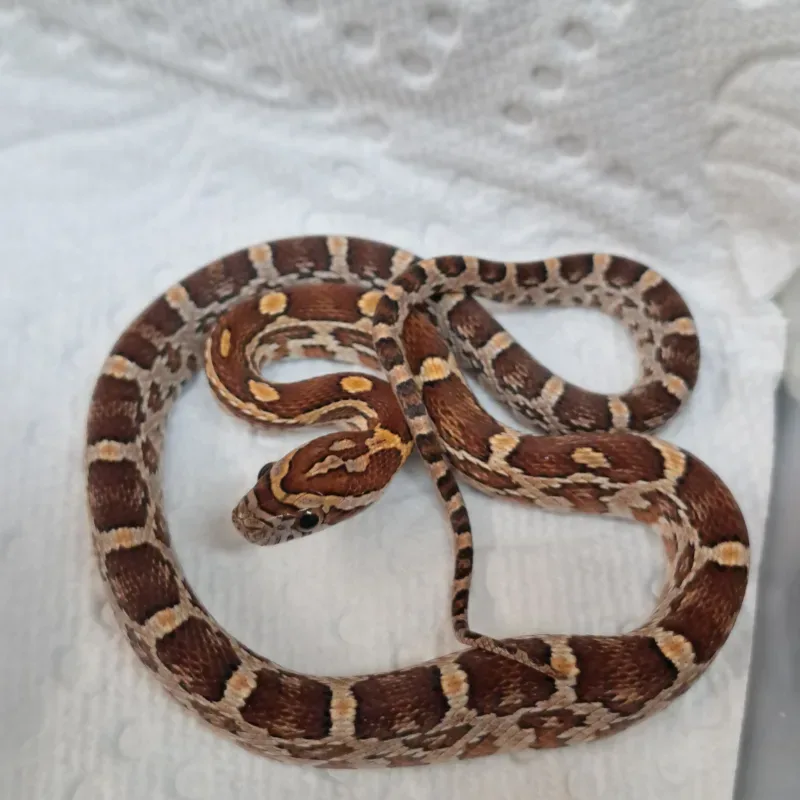 Normal het Amel scaleless