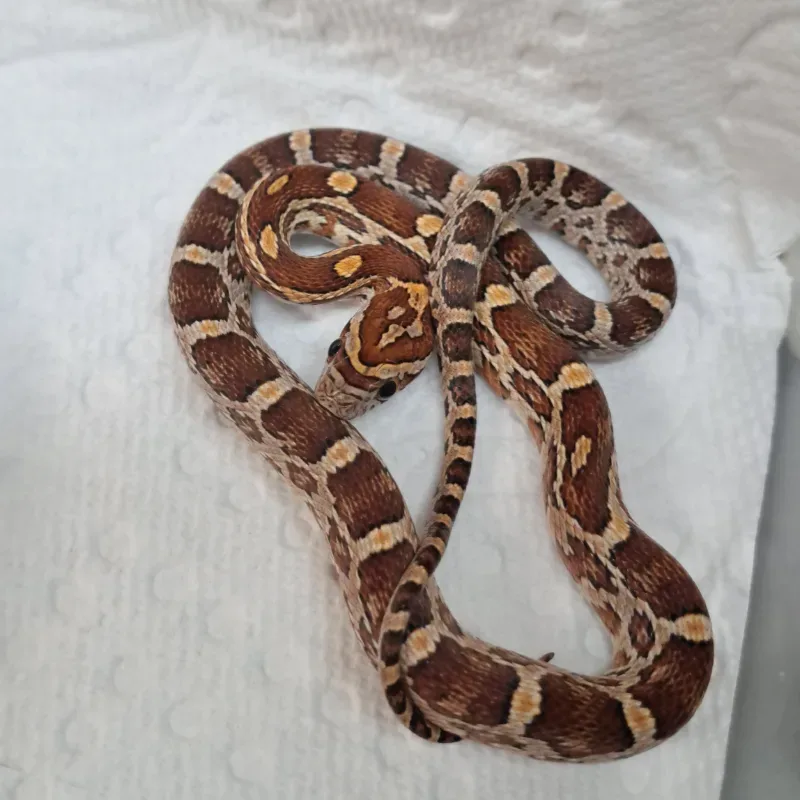 Normal het Amel scaleless