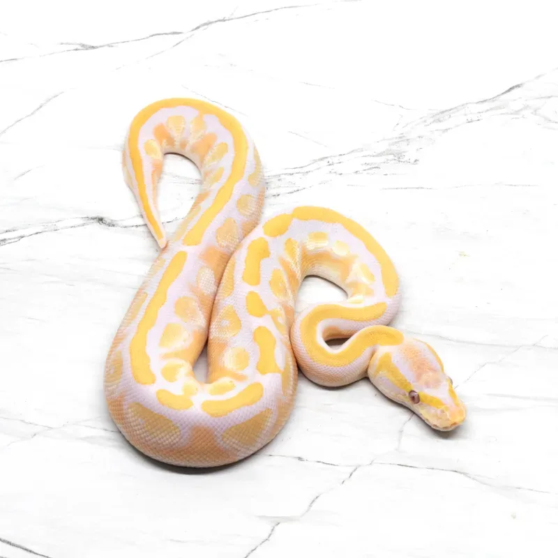 Mojave Lavender Albino Het Pied