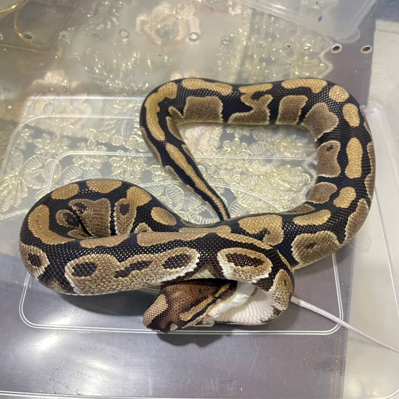 Specter Het Pied