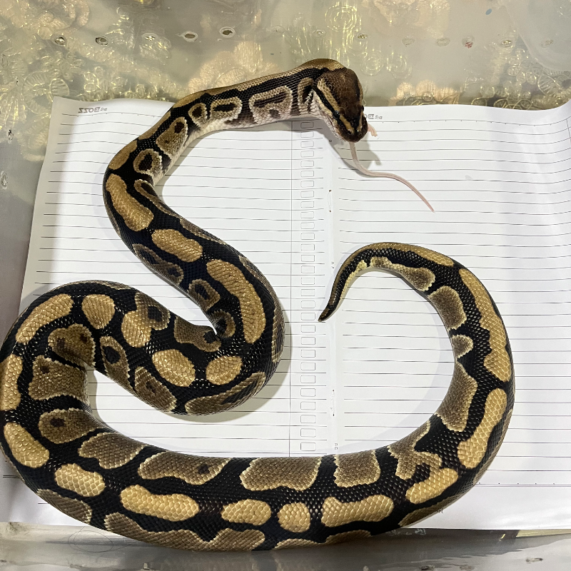 Specter Het Pied