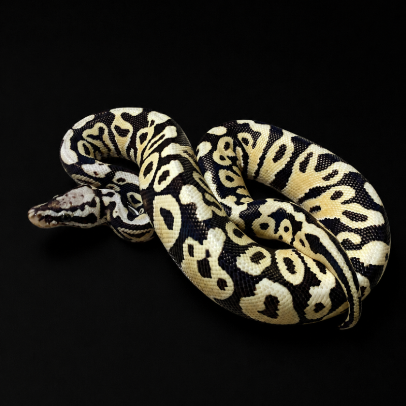 Pastel Spotnose Desert Ghost