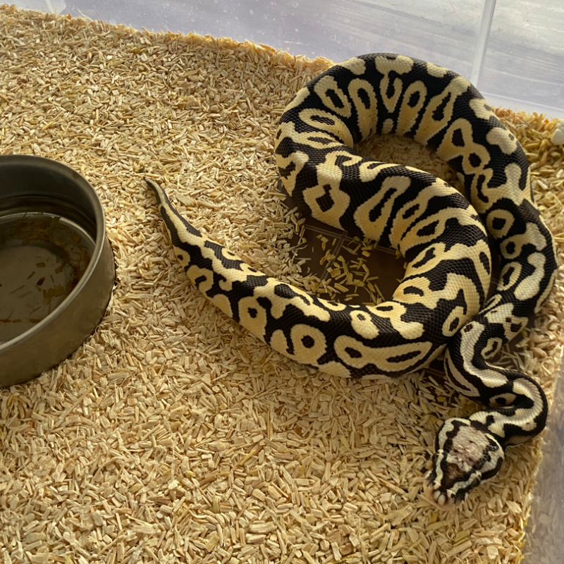 Pastel Spotnose Desert Ghost