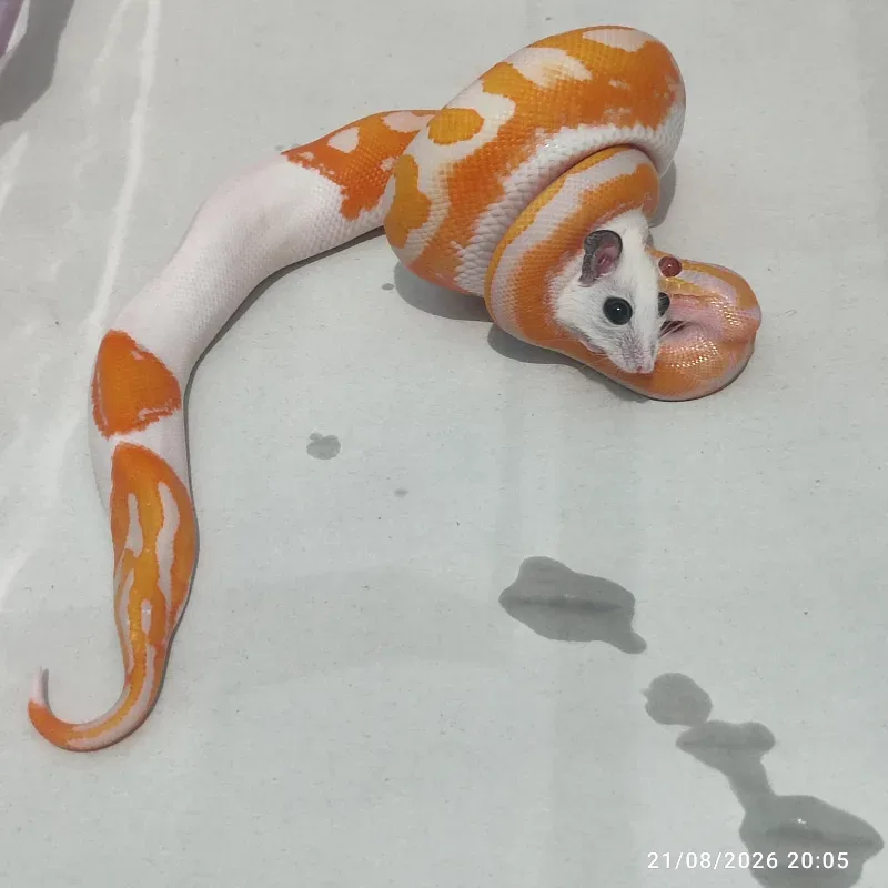 Dreamsicle (Lavender Pied) 
