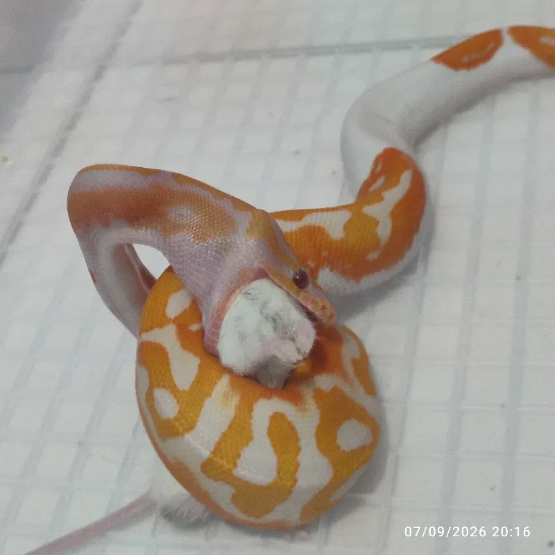 Dreamsicle (Lavender Pied) 