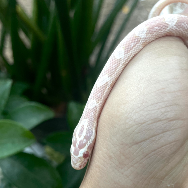 Corn snake snow
