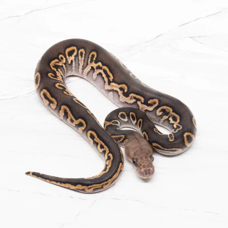Black Pastel Clown 50% Het Pied Pos Het Desert Ghost