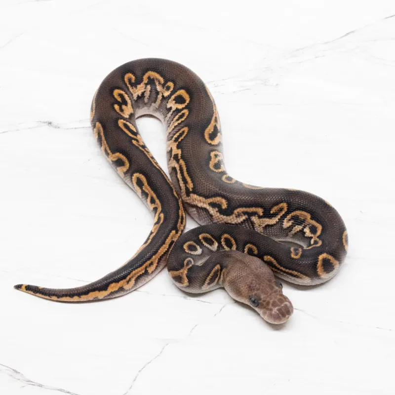 Black Pastel Clown 50% Het Pied Pos Het Desert Ghost