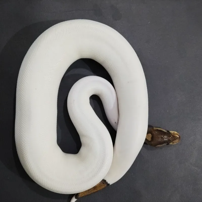Black Pastel Pied Pos Het Albino