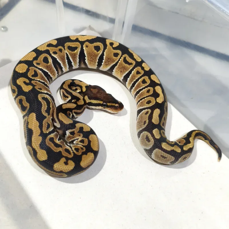 Het Hypo Het Clown Het Desert Ghost