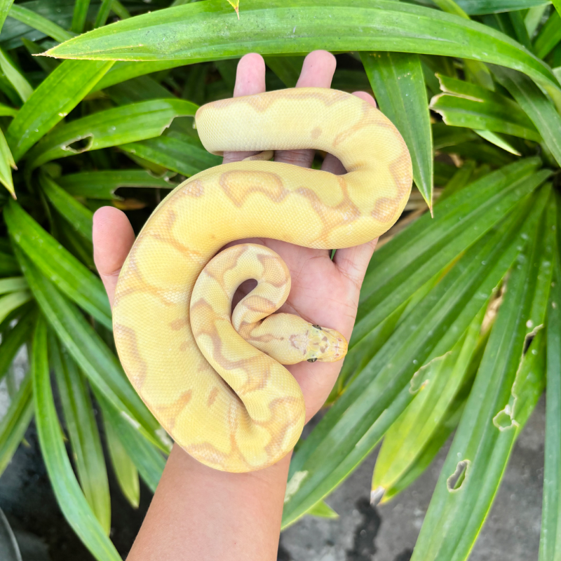 Banana Enchi Pastel Clown