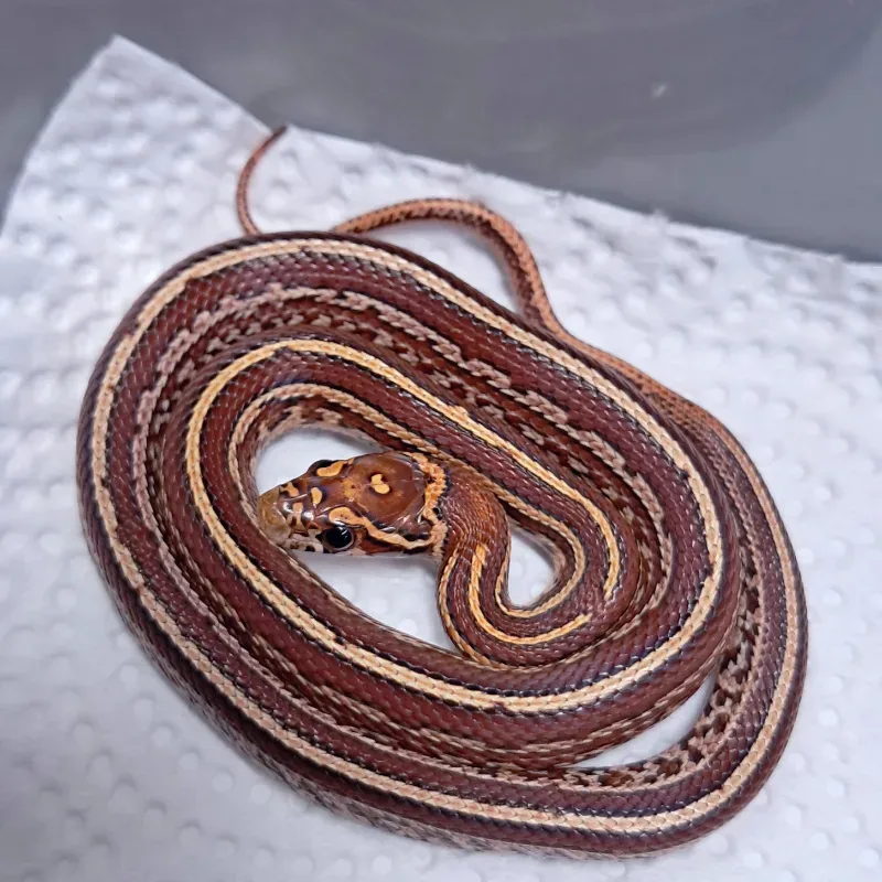 Tessera nelson supercorn het albino motley hybrid