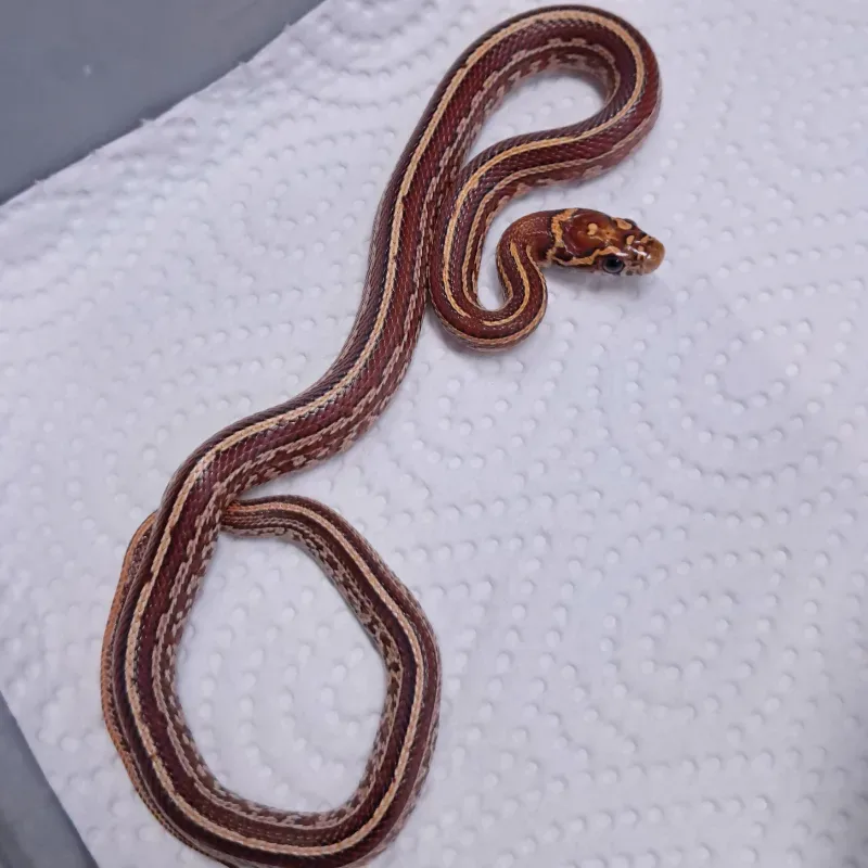 Tessera nelson supercorn het albino motley hybrid