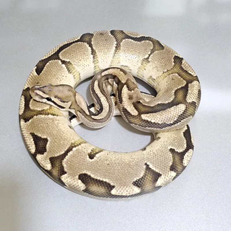 Fire Specter Het Axanthic VPI