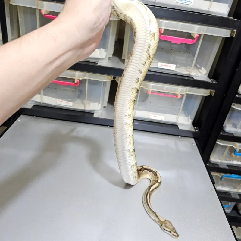 Fire Specter Het Axanthic VPI