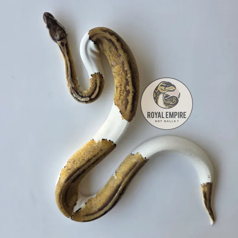 Pastel Pied